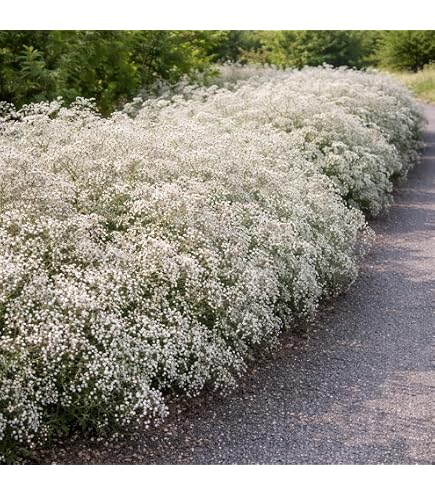 Amazon.com : Votaniki Gypsophila Summer Sparkles Bulbs - Long